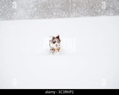 Chien court dans la neige Banque D'Images