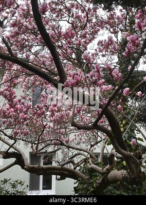 Arbre Magnolia en pleine floraison avec d'épais pétales roses et une structure traditionnelle visible sous les branches Banque D'Images