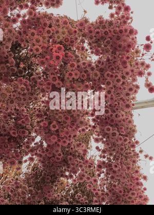 Masses de fleurs de fleurs de cerisier roses en pleine floraison, remplissant le cadre de couleur printanière vibrante Banque D'Images