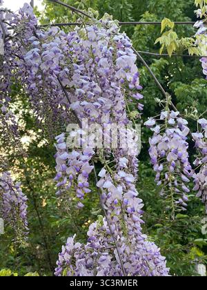 Délicates fleurs de wisteria suspendues aux vignes, mettant en valeur les nuances de lavande et de vert dans un cadre de jardin serein Banque D'Images
