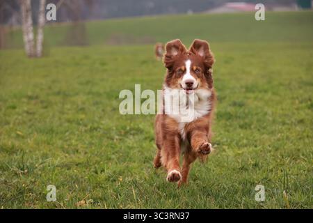 Un chien brun et blanc court dans un champ herbeux Banque D'Images
