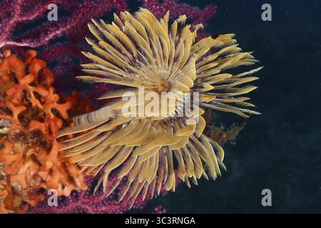 Un éclat de couleur en Méditerranée : le poisson-vis (Sabella spallanzanii), le fouet de mer Violescent (Paramuricea clavata) et l'éponge épineuse orange (Acanthell Banque D'Images