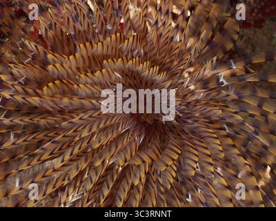 Spécimen détaillé d'un poisson-vis brun (Sabella spallanzanii) dans la mer Méditerranée près de Hyères, site de plongée Peninsula Giens, Provence Alpes Cote d Banque D'Images