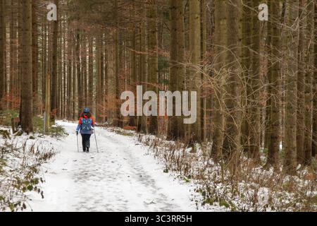 Un randonneur marche le long d'un chemin forestier enneigé entouré de grands arbres Kamptal Waldviertel basse-Autriche Autriche Banque D'Images