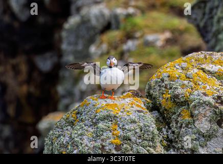 Un macareux de l'Atlantique (Fratercula arctica) se dresse sur un rocher et étire ses ailes à Skomer, une réserve naturelle de l'île côtière du Pembrokeshire, au pays de Galles, au Royaume-Uni Banque D'Images