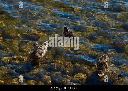 Canards et canetons nagent paisiblement dans une eau cristalline sous le soleil. Banque D'Images