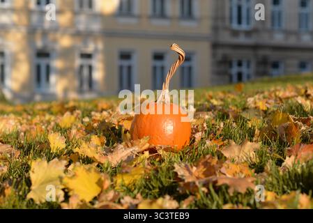 Une citrouille orange sur l'herbe parmi les feuilles d'automne sèches. Banque D'Images