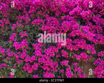 Les fleurs de bougainvilliers magenta vif créent un superbe affichage naturel de couleurs et de textures aux îles Canaries. Banque D'Images