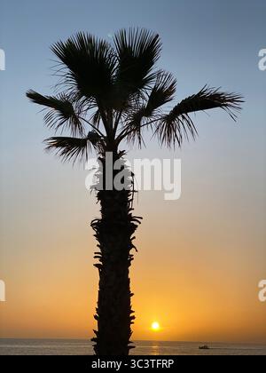 Palmier silhouetté contre un beau coucher de soleil aux îles Canaries. Banque D'Images