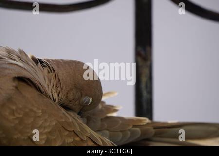 Gros plan photo faciale de colombe eurasienne Streptopelia Decaocto endormi sur le mur à Playa Del Carmen, au Mexique un jour d'été lumineux Banque D'Images