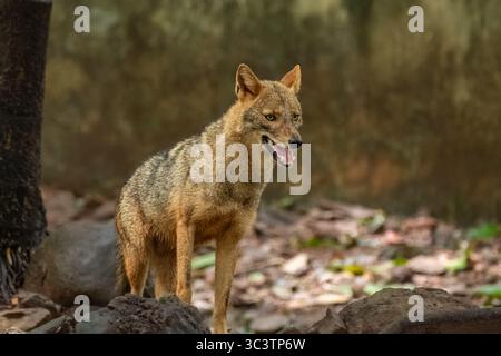Photo rapprochée de la faune de Canis aureus indicus, chacal indien, prédateur de la famille Canis dans un sanctuaire de faune en Inde. Canis Jackal commun doré i. Banque D'Images