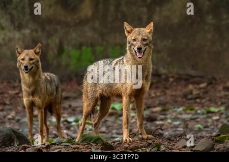 Photo rapprochée de la faune de Canis aureus indicus, chacal indien, prédateur de la famille Canis dans un sanctuaire de faune en Inde. Canis Jackal commun doré i. Banque D'Images