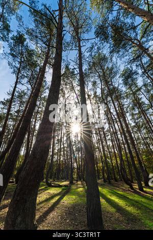 Une scène merveilleusement sereine représentant la lumière du soleil qui coule à travers de grands arbres, mettant en valeur la beauté étonnante de la nature Banque D'Images