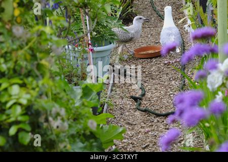 Poussin de Goéland argenté nouvellement né debout à côté de son parent sur un chemin bordé de fleurs, avec un plat d'alimentation à proximité. Charmante faune urbaine Banque D'Images