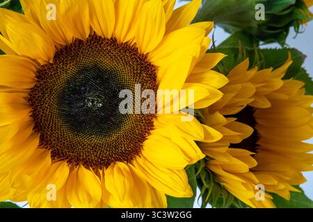 De grands tournesols fleurissent sur un fond blanc Banque D'Images