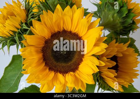 De grands tournesols fleurissent sur un fond blanc Banque D'Images
