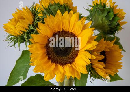 De grands tournesols fleurissent sur un fond blanc Banque D'Images