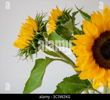 De grands tournesols fleurissent sur un fond blanc Banque D'Images