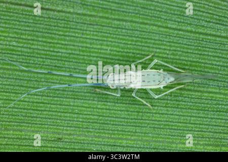 Puceron en bambou adulte, ailé, tacheté noir, Takecallis arundinariae sur la face inférieure d'une feuille de bambou. Vue de dessus. Banque D'Images