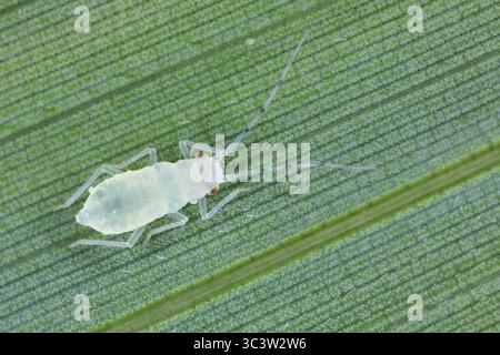 Larve de puceron de bambou à taches noires, Takecallis arundinariae sur la face inférieure d'une feuille de bambou. Vue de dessus. Banque D'Images
