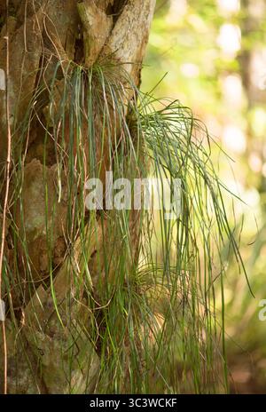 Les fougères (Vittaria lineata) préfèrent pousser sur l'écorce de palmier Sabal (Sabal palmetto). Réserve d'État de Kissimmee Prairie. Fév 2017. Aussi appelé herbe Banque D'Images