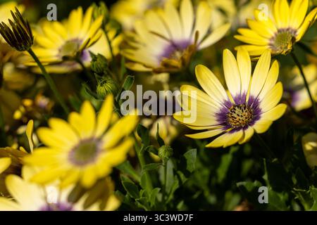 Bel affichage d'Osteospermum jaune. Banque D'Images
