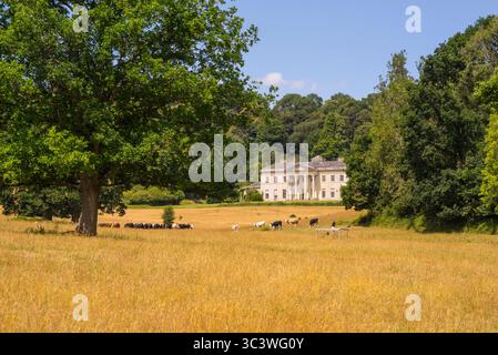 Pâturage du bétail devant Philipps House à Dinton Park, Wiltshire, Angleterre, Banque D'Images
