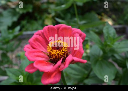 Gros plan sur la fleur de Zinnia rose éclatante dans le jardin Banque D'Images