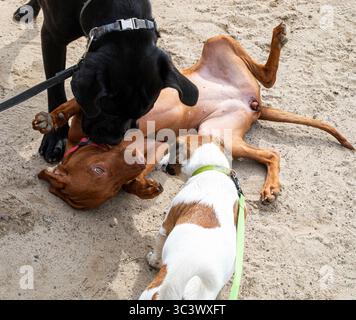 animaux drôles chiens de différentes races jouent les uns avec les autres sur une promenade Banque D'Images