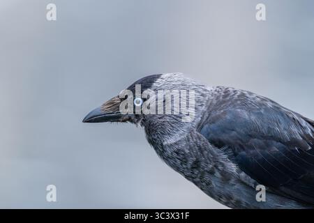 Gros plan Eurasian Jackdaw avec le regard bleu saisissant Banque D'Images