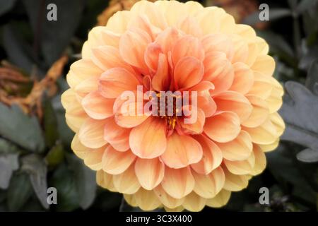 Macro Soft Focus gros plan d'un dahlia pinnata couleur pêche, ou dahlia de jardin, fleur en fleur Banque D'Images