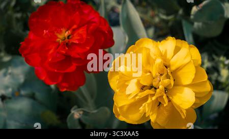 Tulipes rouges et jaunes dans Spring Garden Banque D'Images