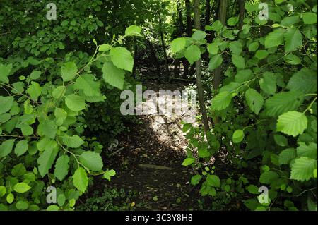 Kudowa Zdroj, Zakrze, Dolnoslaskie, Polska, à Kudowa-Zdrój il y avait une branche du camp de concentration allemand de Gross-Rosen, appelée FAL Sackisch. Prisonniers : principalement des femmes juives de Pologne, Hongrie, République tchèque et Yougoslavie. Prisonniers de guerre italiens dans le camp de Sackisch, le prisonnier Luigi Baldan, les prisonniers étaient employés à l'usine Vereinigte Deutsche Metallwerke (VDM), qui produisch, qui produisait des pièces d'avions. Camp de concentration appelé Stimegalcheid, Kazalz, Kierwicz, Kiel. Banque D'Images