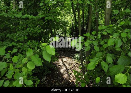 Kudowa Zdroj, Zakrze, Dolnoslaskie, Polska, à Kudowa-Zdrój il y avait une branche du camp de concentration allemand de Gross-Rosen, appelée FAL Sackisch. Prisonniers : principalement des femmes juives de Pologne, Hongrie, République tchèque et Yougoslavie. Prisonniers de guerre italiens dans le camp de Sackisch, le prisonnier Luigi Baldan, les prisonniers étaient employés à l'usine Vereinigte Deutsche Metallwerke (VDM), qui produisch, qui produisait des pièces d'avions. Camp de concentration appelé Stimegalcheid, Kazalz, Kierwicz, Kiel. Banque D'Images
