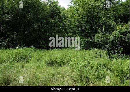 Kudowa Zdroj, Zakrze, Dolnoslaskie, Polska, à Kudowa-Zdrój il y avait une branche du camp de concentration allemand de Gross-Rosen, appelée FAL Sackisch. Prisonniers : principalement des femmes juives de Pologne, Hongrie, République tchèque et Yougoslavie. Prisonniers de guerre italiens dans le camp de Sackisch, le prisonnier Luigi Baldan, les prisonniers étaient employés à l'usine Vereinigte Deutsche Metallwerke (VDM), qui produisch, qui produisait des pièces d'avions. Camp de concentration appelé Stimegalcheid, Kazalz, Kierwicz, Kiel. Banque D'Images