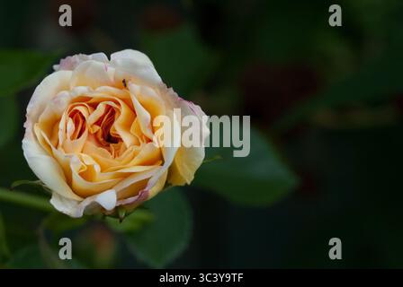 Une rose pêche vibrante en pleine floraison présente des pétales délicats et une teinte riche, entourée de feuilles vertes luxuriantes dans un jardin. Banque D'Images