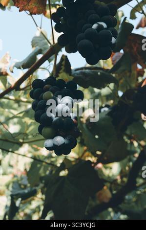 Raisins mûrissant sous des vignes ensoleillées dans le vignoble historique de Paço de Calheiros Banque D'Images