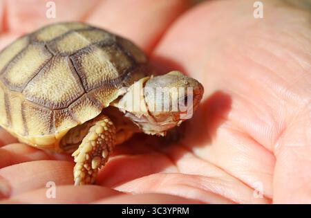 Gros plan d'un adorable bébé sulcata Tortue dans les paumes humaines Banque D'Images