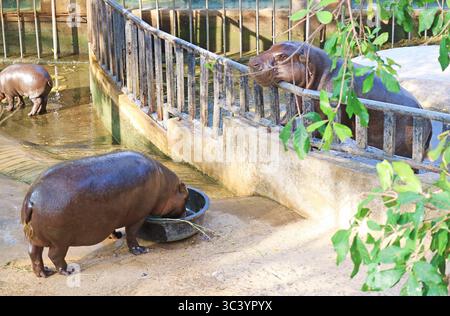 Hippo pygmée mâle grimpant sur la clôture de l'enceinte pour interagir avec son compagnon Banque D'Images