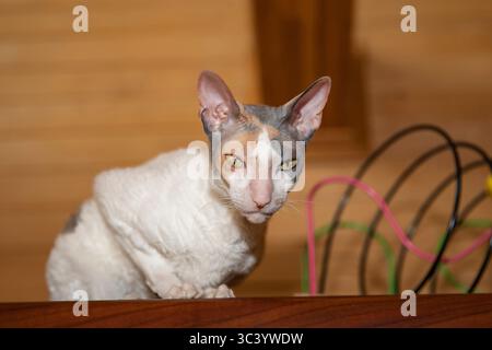 Gros plan portrait de chat Cornish Rex avec fourrure bouclée et de grandes oreilles à l'intérieur. Animal de compagnie de race pure avec une expression sérieuse regardant la caméra dans un inter en bois Banque D'Images