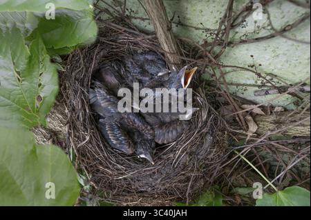 Cinq jeunes oiseaux noirs (Turdus merula) dans le nid, Bavière, Allemagne Banque D'Images