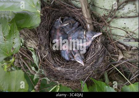 Cinq jeunes oiseaux noirs (Turdus merula) dans le nid, dans la couvée, six jours, Bavière, Allemagne Banque D'Images