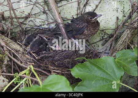 Cinq jeunes oiseaux noirs (Turdus merula) encore dans le nid, dans la couvée, douze jours, Bavière, Allemagne Banque D'Images