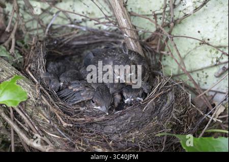 Cinq jeunes oiseaux noirs (Turdus merula) dans le nid, Bavière, Allemagne Banque D'Images