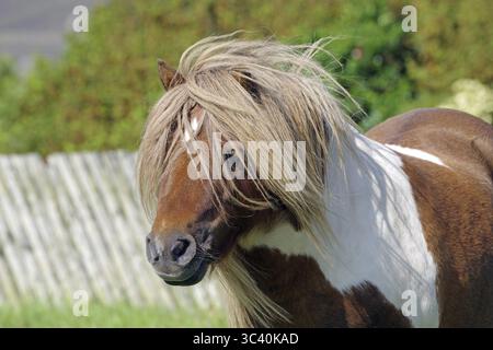 Un petit poney tacheté brun et blanc avec une longue crinière sur un pâturage vert, poney Shetland, îles Shetland, Lerwick, Écosse, grande-Bretagne Banque D'Images