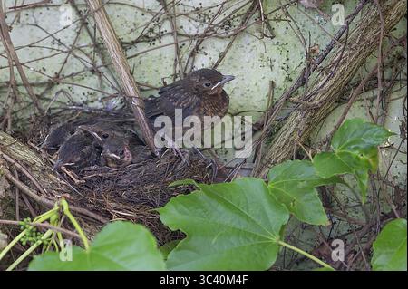 Cinq jeunes oiseaux noirs (Turdus merula) encore dans le nid, dans la couvée, douze jours, Bavière, Allemagne Banque D'Images