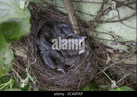 Cinq jeunes oiseaux noirs (Turdus merula) dans le nid, Bavière, Allemagne Banque D'Images