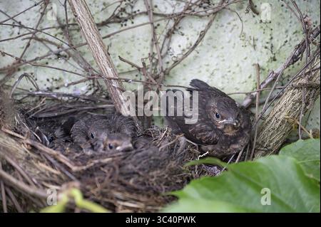 Cinq jeunes oiseaux noirs (Turdus merula) encore dans le nid, dans la couvée, douze jours, Bavière, Allemagne Banque D'Images