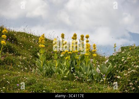 Une exposition vibrante de fleurs sauvages, y compris des fleurs jaunes et blanches, couvre une colline herbeuse dans les Alpes suisses. La scène est encadrée en roulant hi Banque D'Images