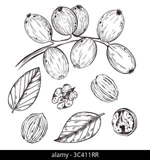 Ensemble d'illustration vectorielle, walnut.green noyer sur une branche, noix mûre en coquille, feuilles de noyer. Convient pour l'impression sur l'emballage de marchandises, de nourriture Illustration de Vecteur